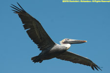 pelican flying